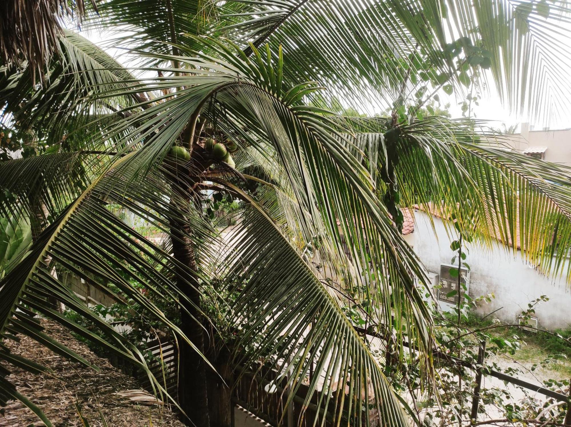 Pousada Tropical Brasil Jeri Jijoca de Jericoacoara Εξωτερικό φωτογραφία